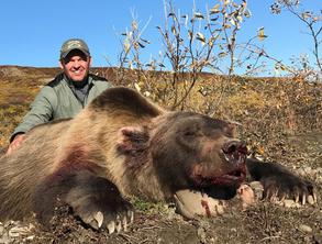 arctic grizzly hunt