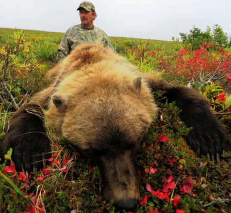 trophy arctic grizzly